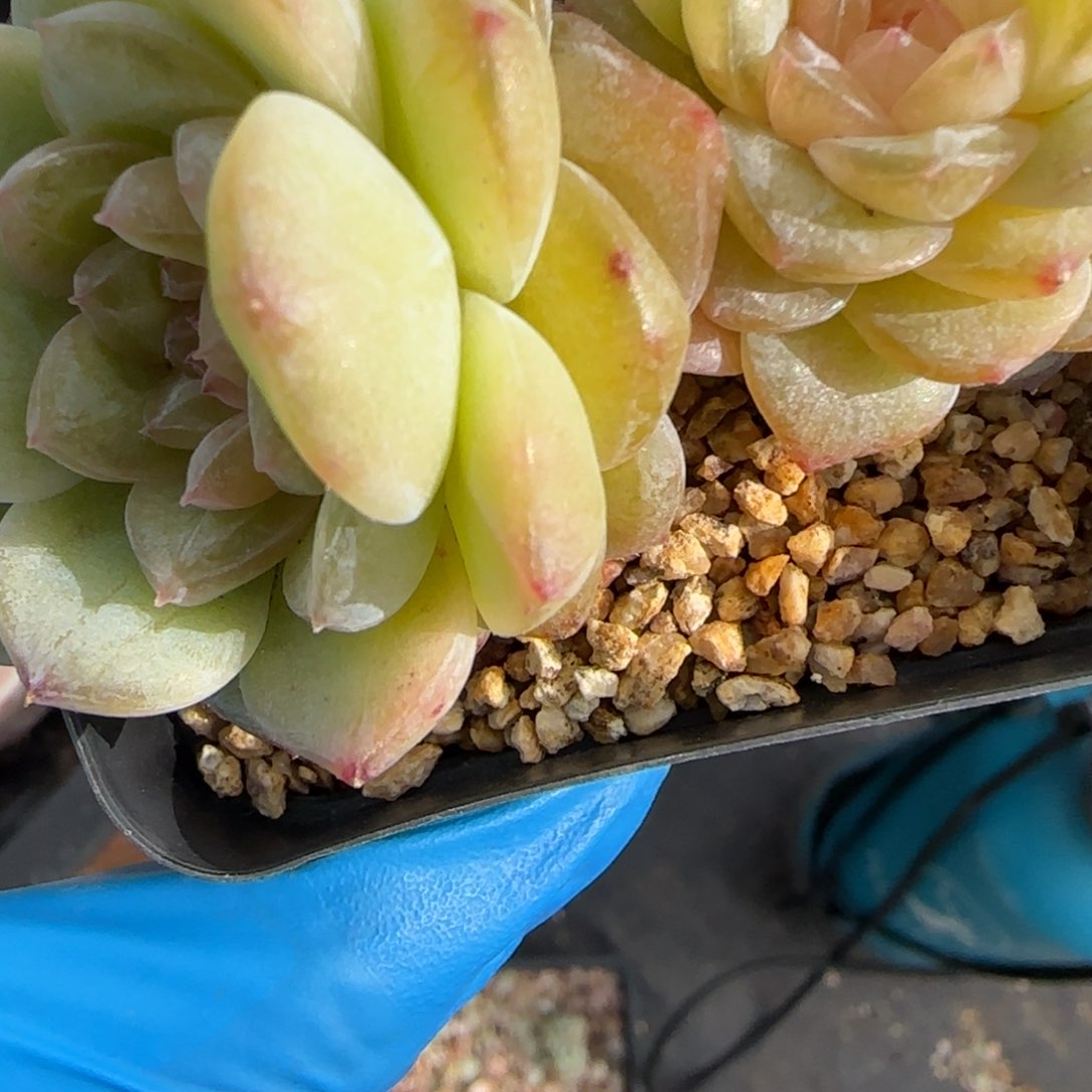 280东篱下多肉植物盆栽