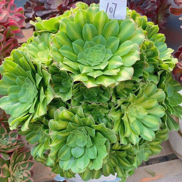 107翡翠琉璃捧花朵朵