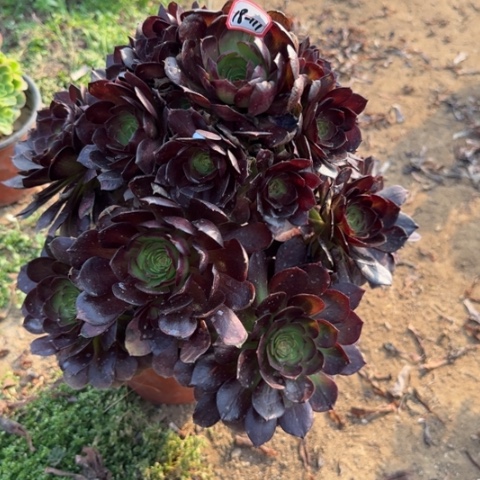 18-111赤焰莲多肉植物