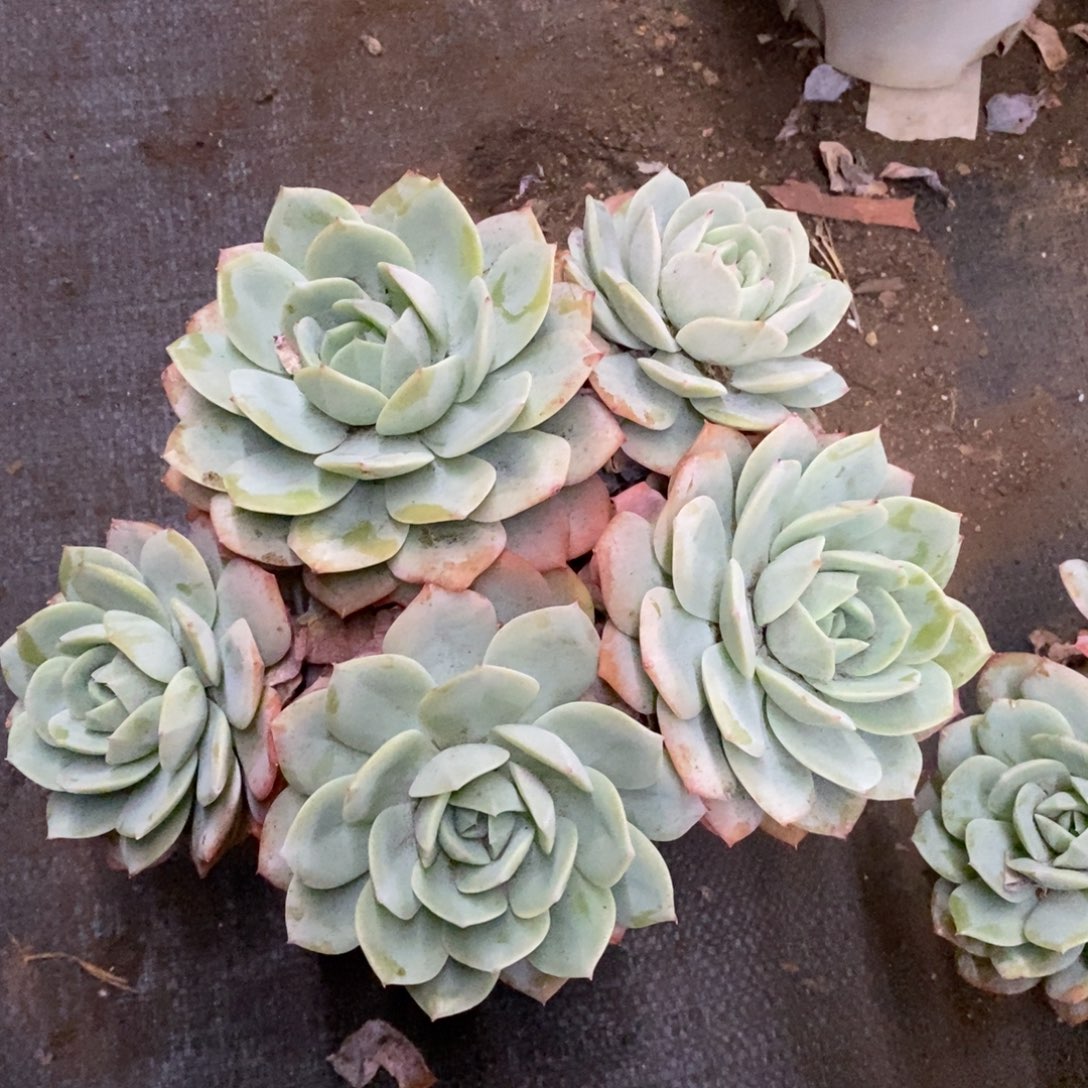 韩国恋曲五大头起发