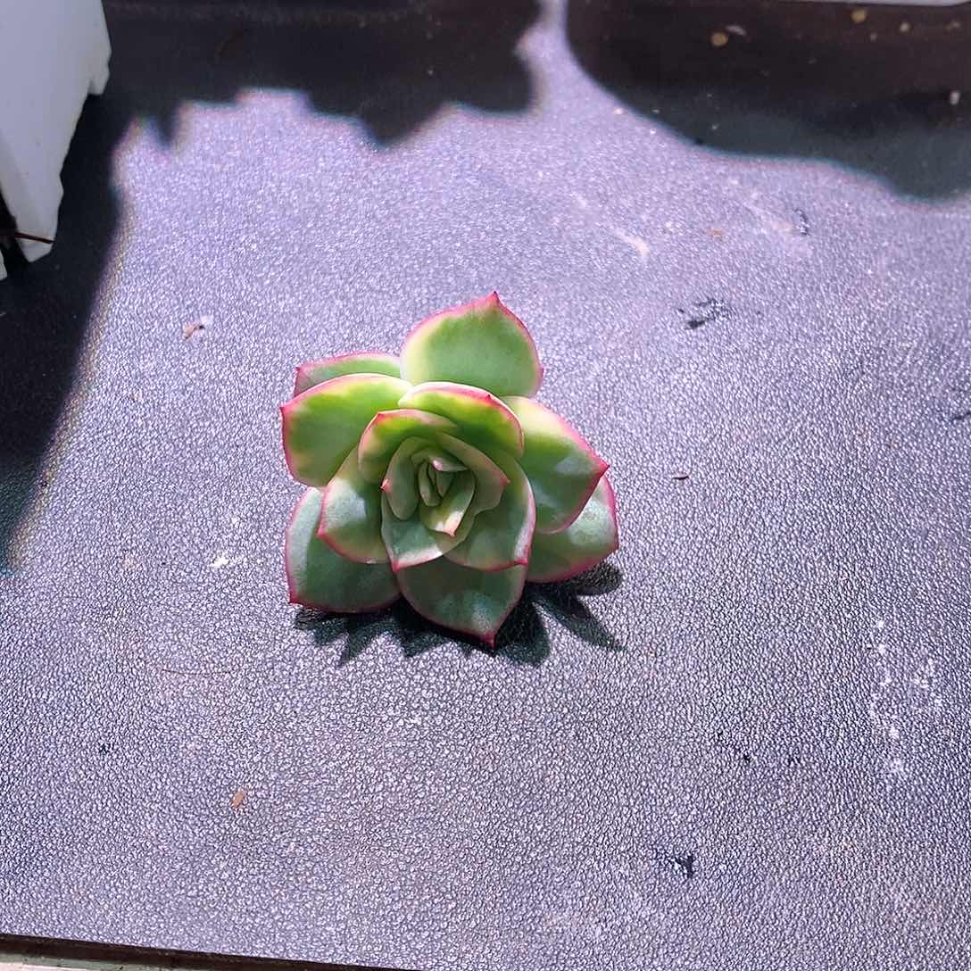 澳洲女神锦砍头侧芽多肉