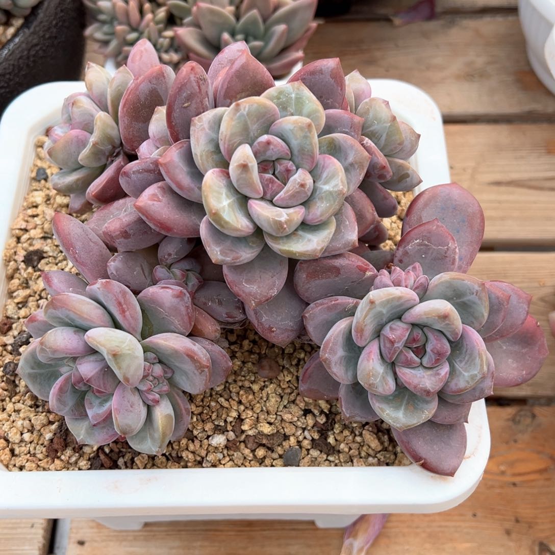知否老桩多肉植物