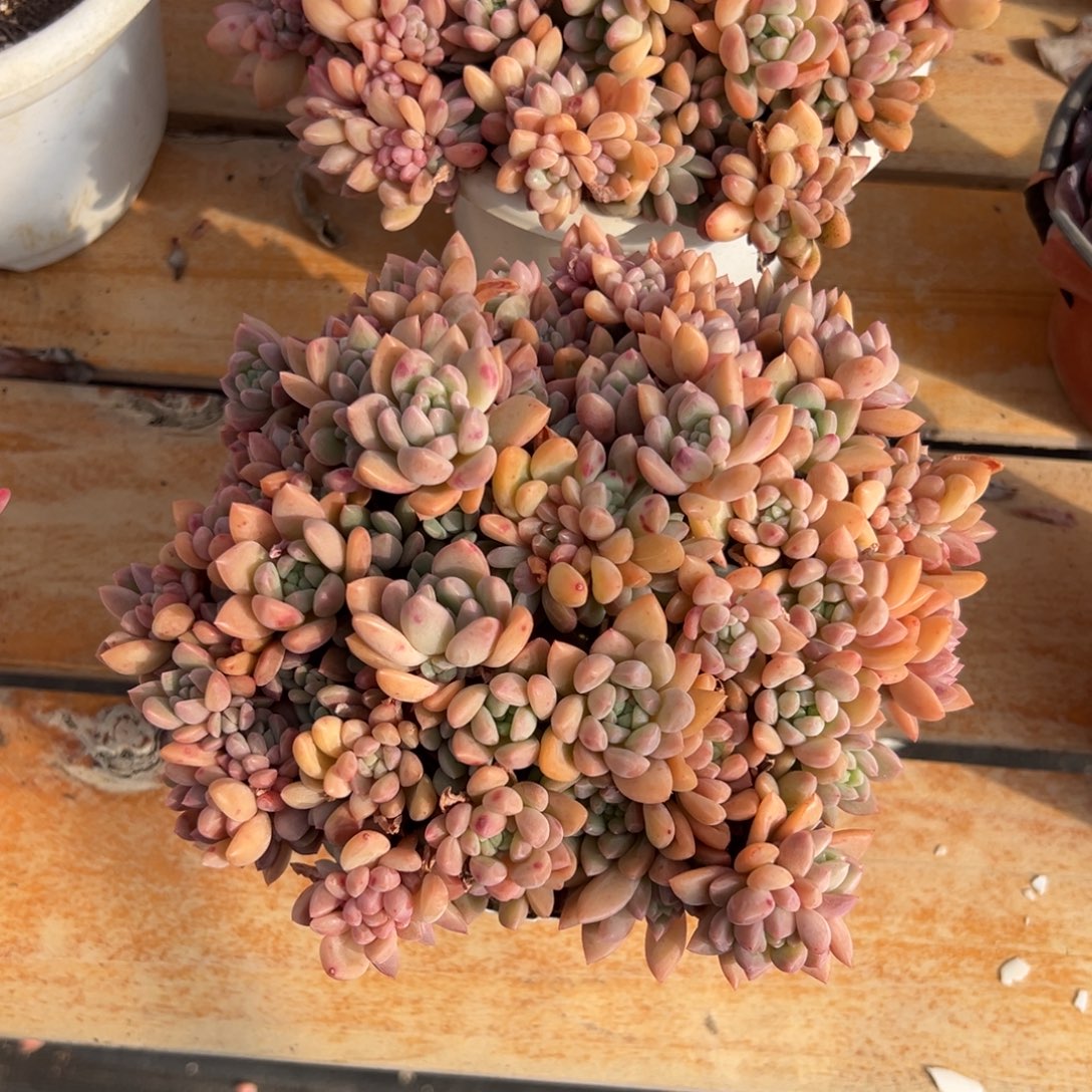 多肉贵妃【非偏远地区满18包邮】