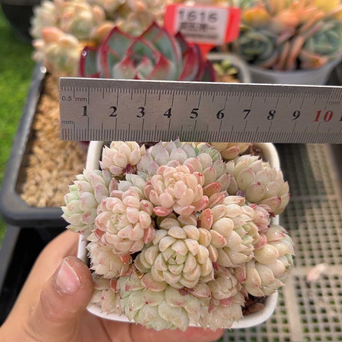 表妹精品多肉1613.