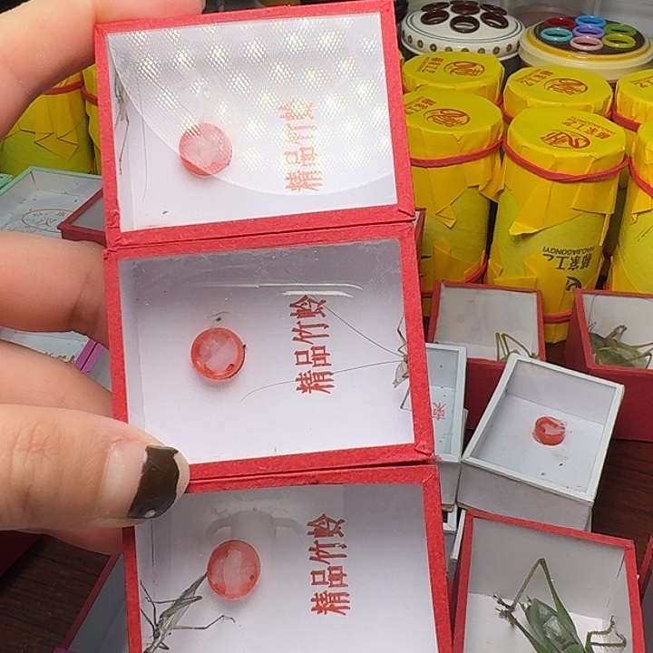 元***基蟋蟀3条紫竹林。          