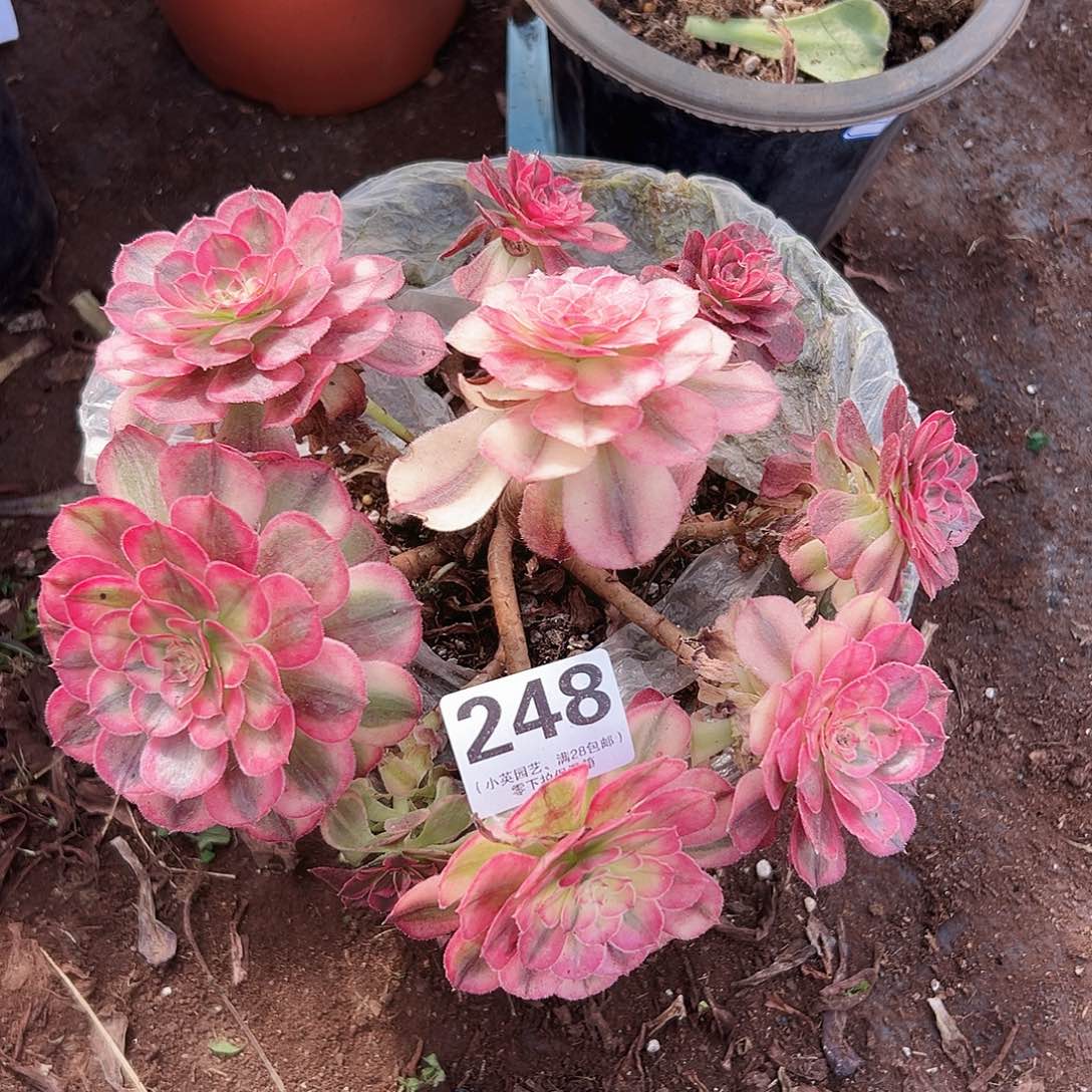 海神248多肉植物多肉植物