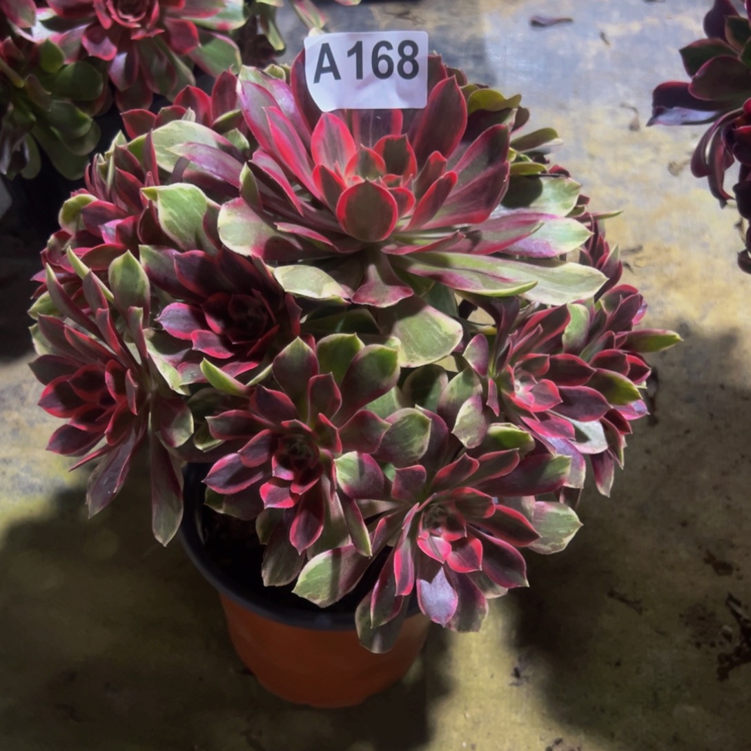 @***超法师多肉馆莎168植物