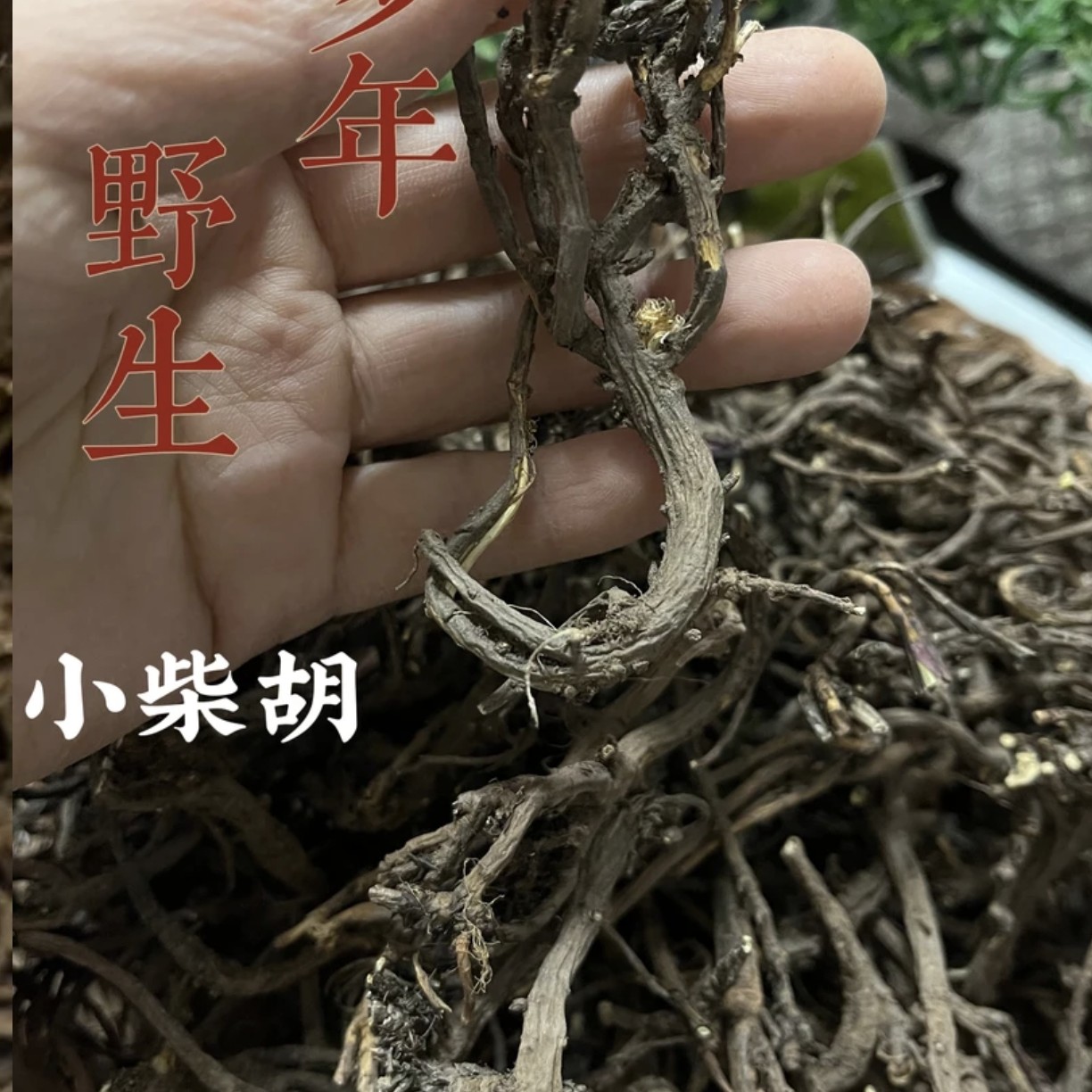 甘肃原产地多年深长柴胡