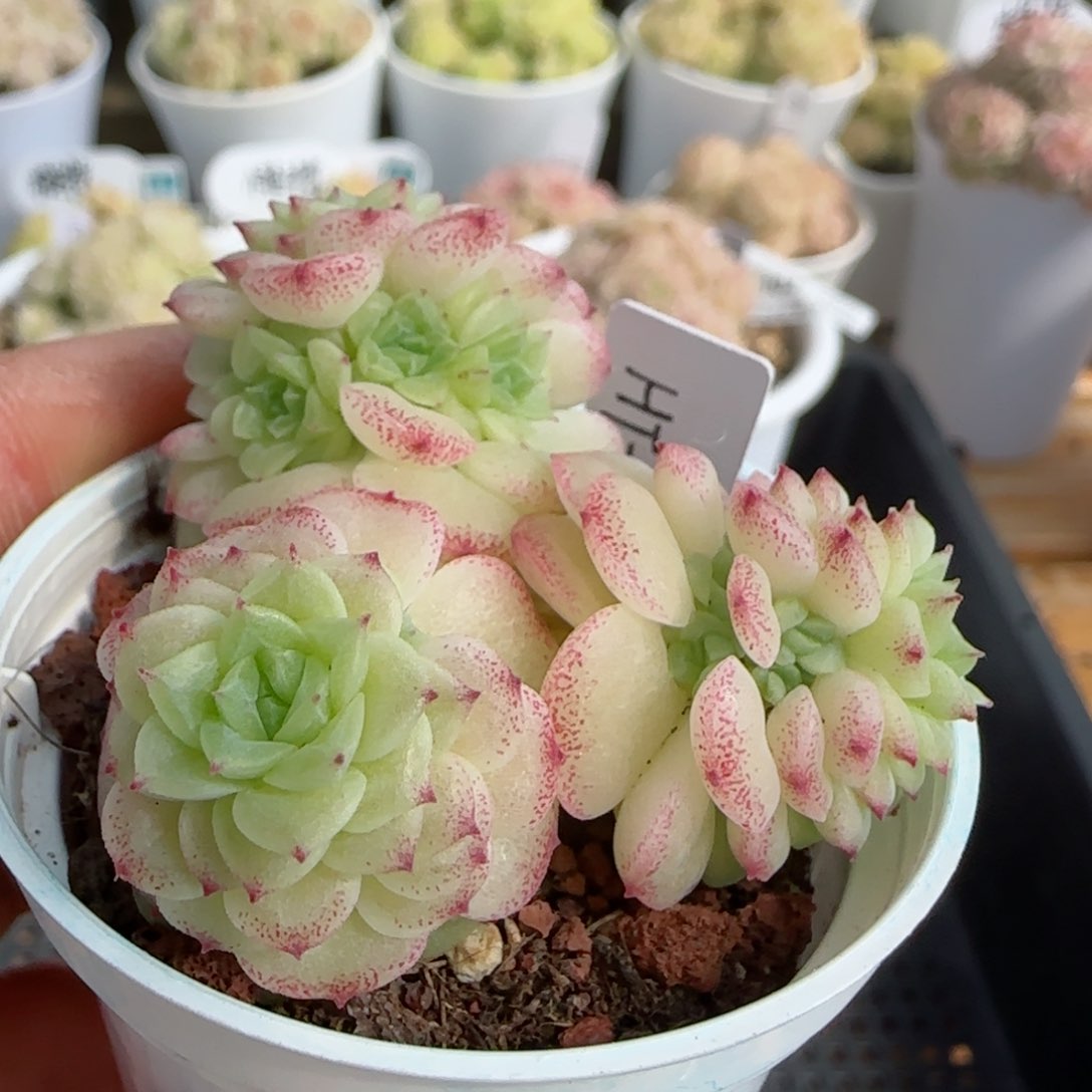 不*【闪购商品】0305-104（ht-62）