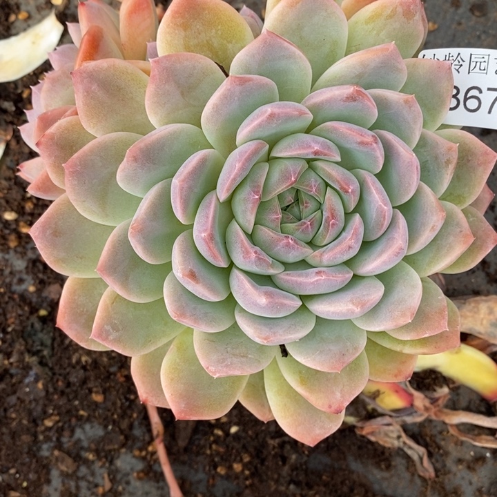 叶***D2367杂交老桩基地～15厘米