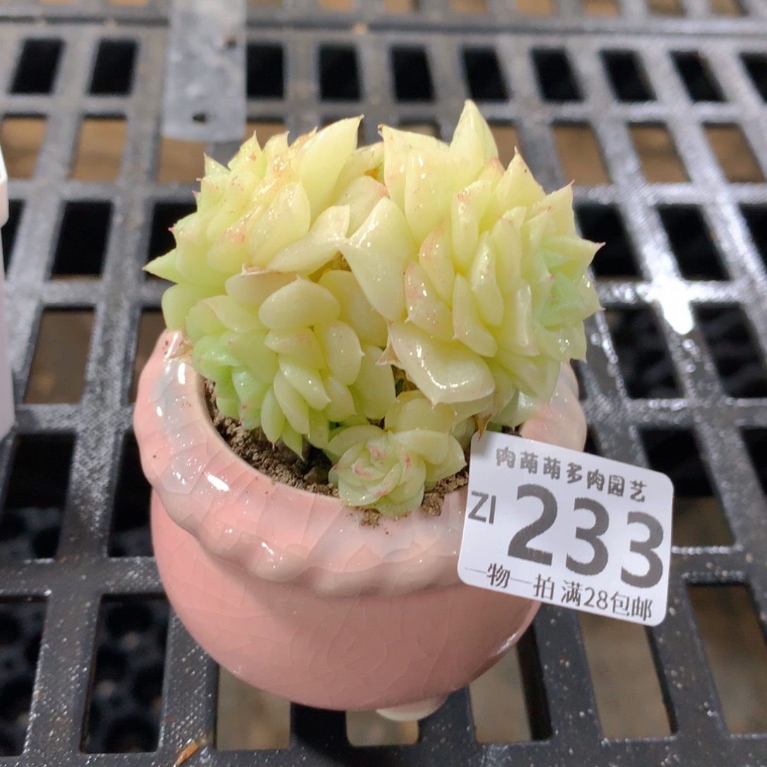 肉萌萌拇指盆精控多肉ZI233