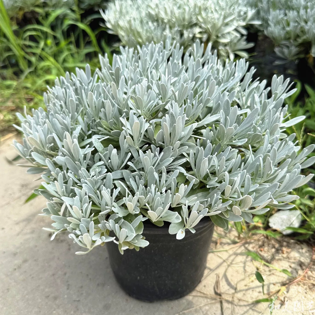 芙蓉菊盆栽阳台庭院银色菊花户外花园植物耐热耐寒多年生花镜植物