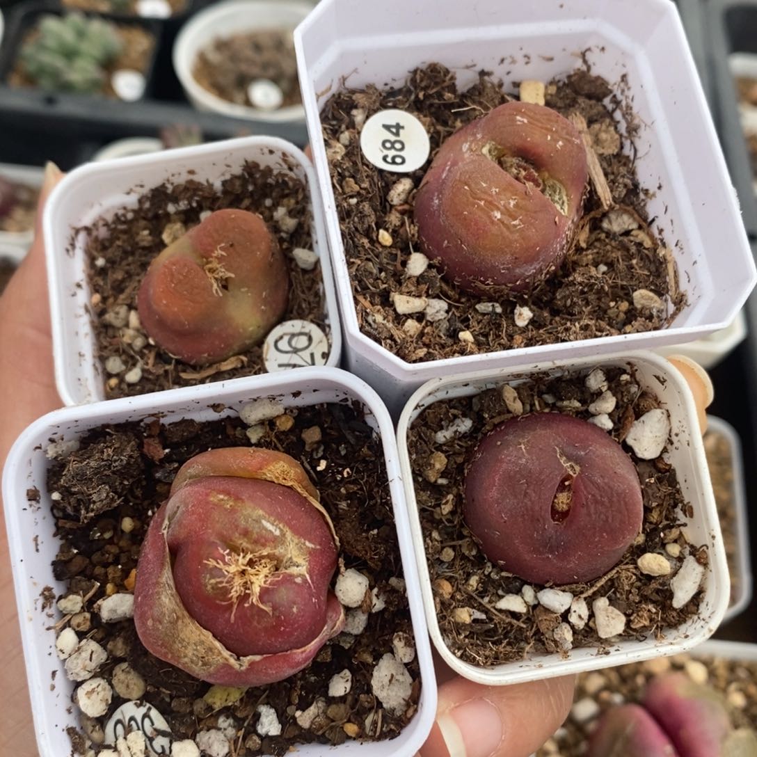 1430.5水蜜桃4颗（多肉植物