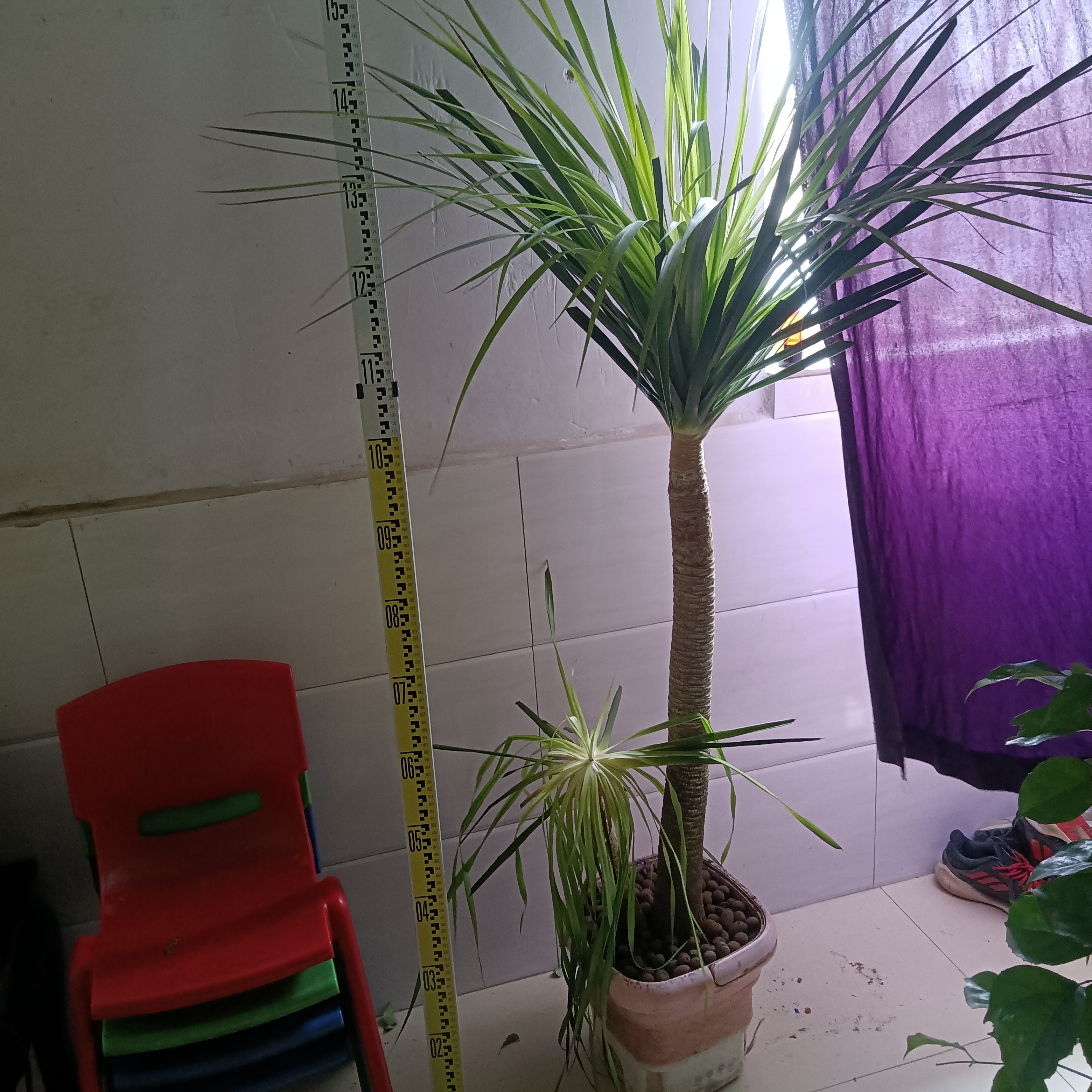 带盆老桩太空铁2号龙血树大型客厅盆栽懒人绿植净化空气