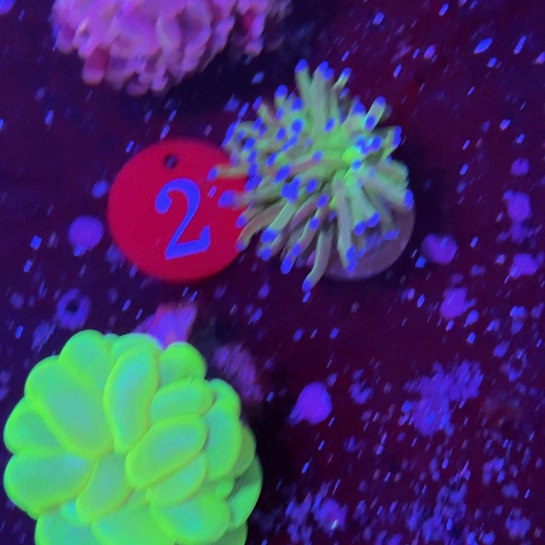 万鱼来朝海水观赏