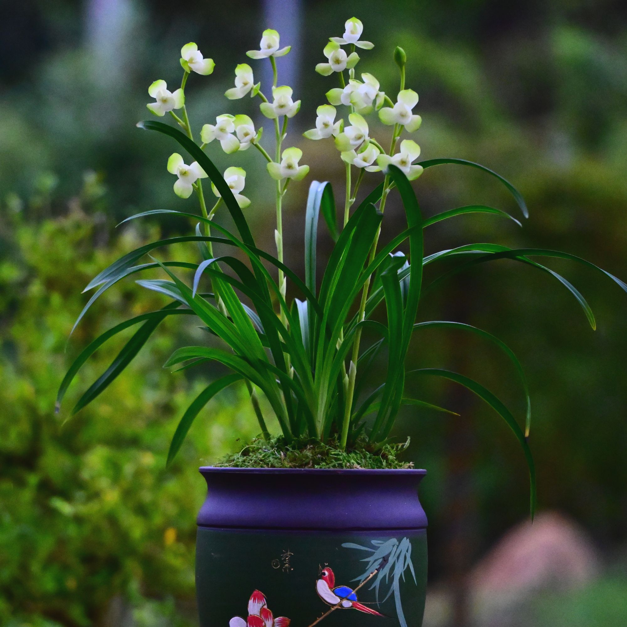 建兰铭品【云鼎素荷】高端紫砂盆 浓香兰花室内好养易活