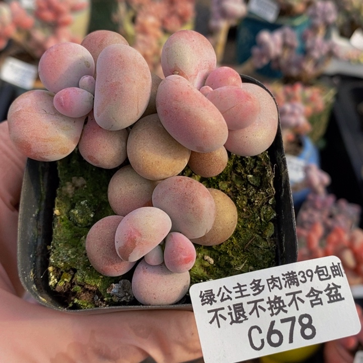 腰子桃蛋5cm678多肉植物