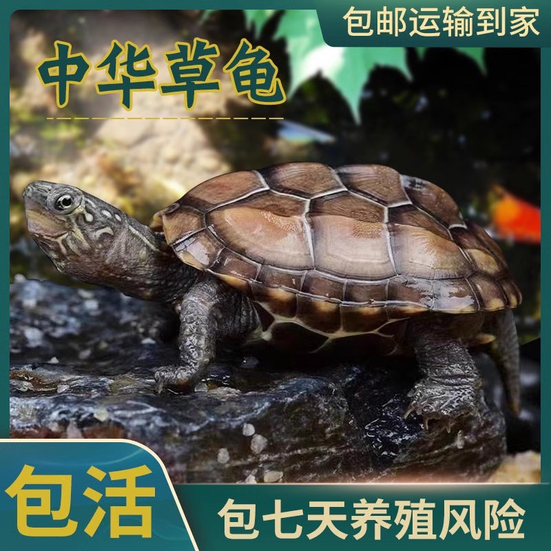 中华草龟小乌龟活物外塘（售后提供开箱视频）