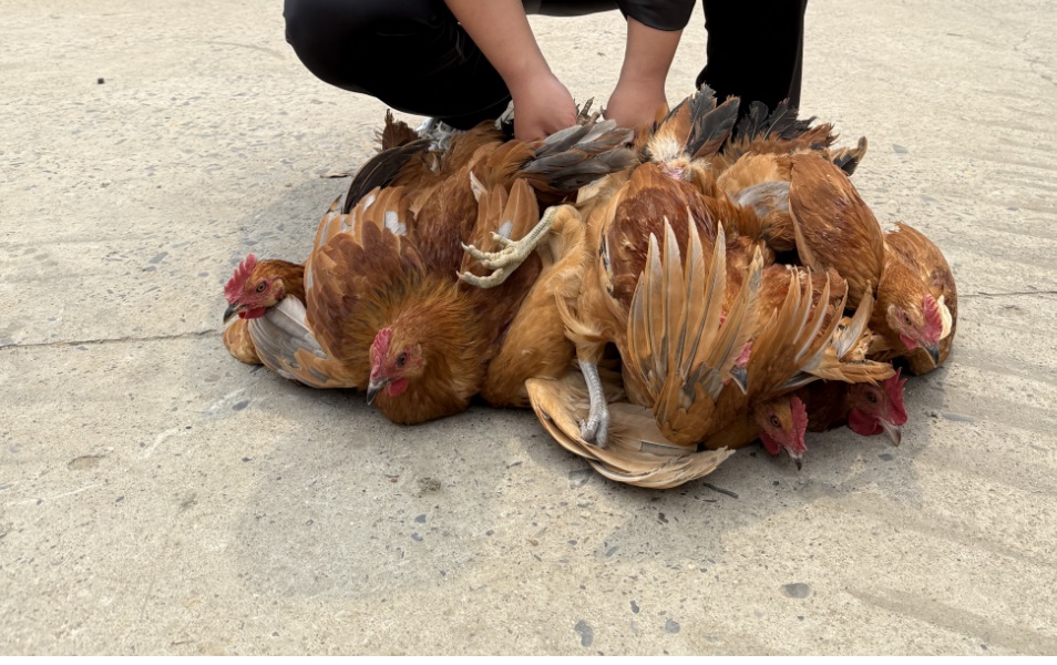 蒋北村农家小公鸡