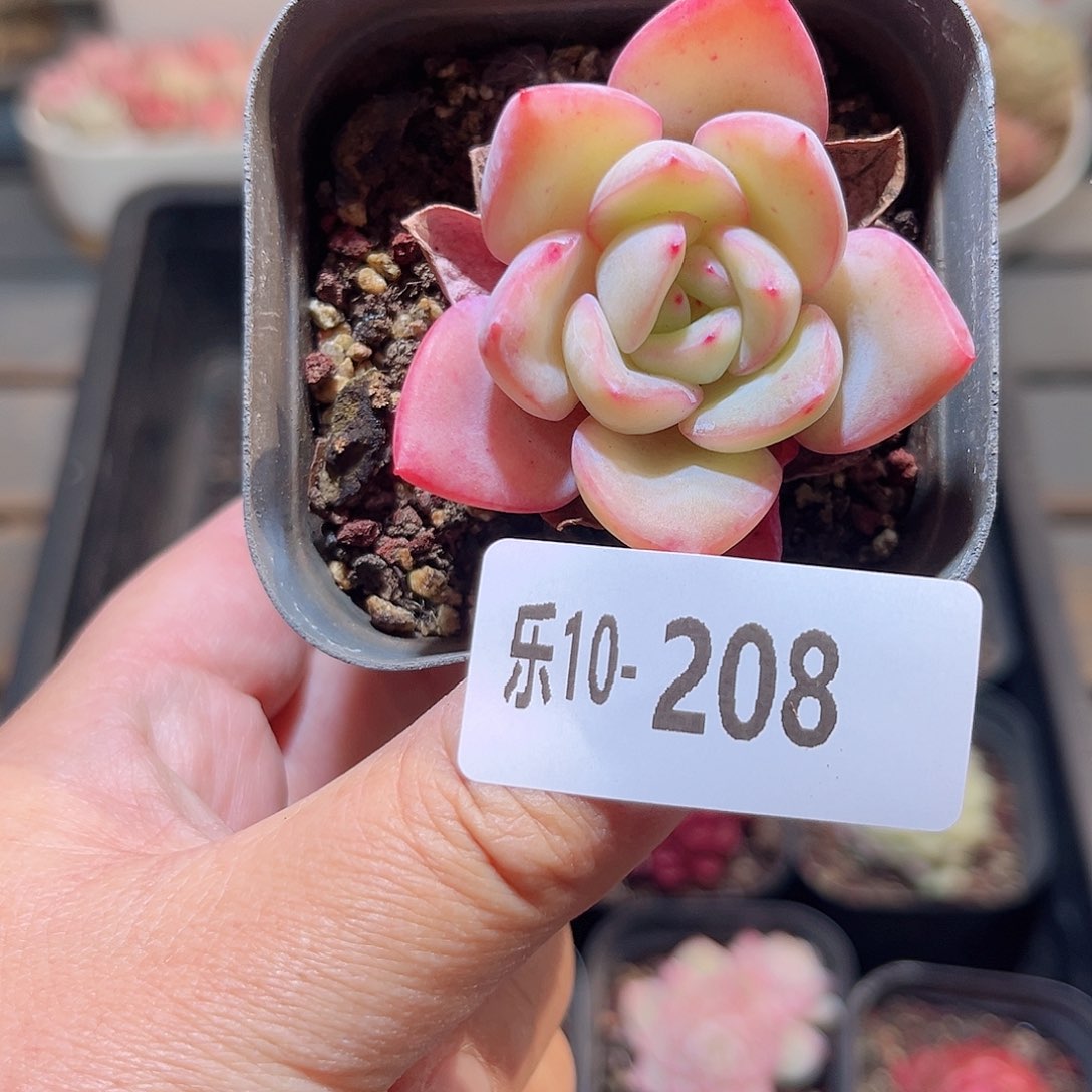 乐10-208 草莓泡芙