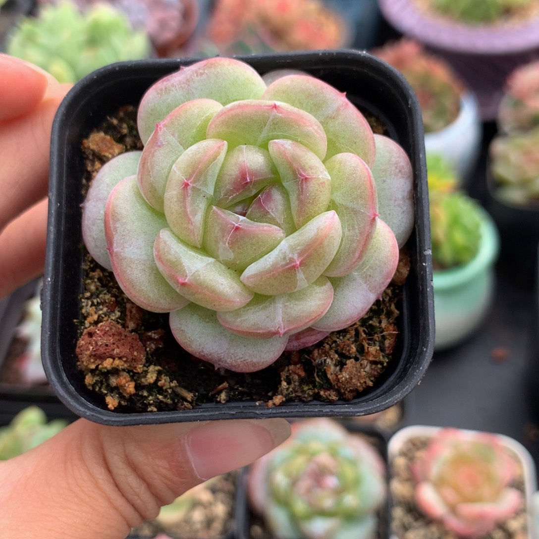 精控溏心珍妮多肉