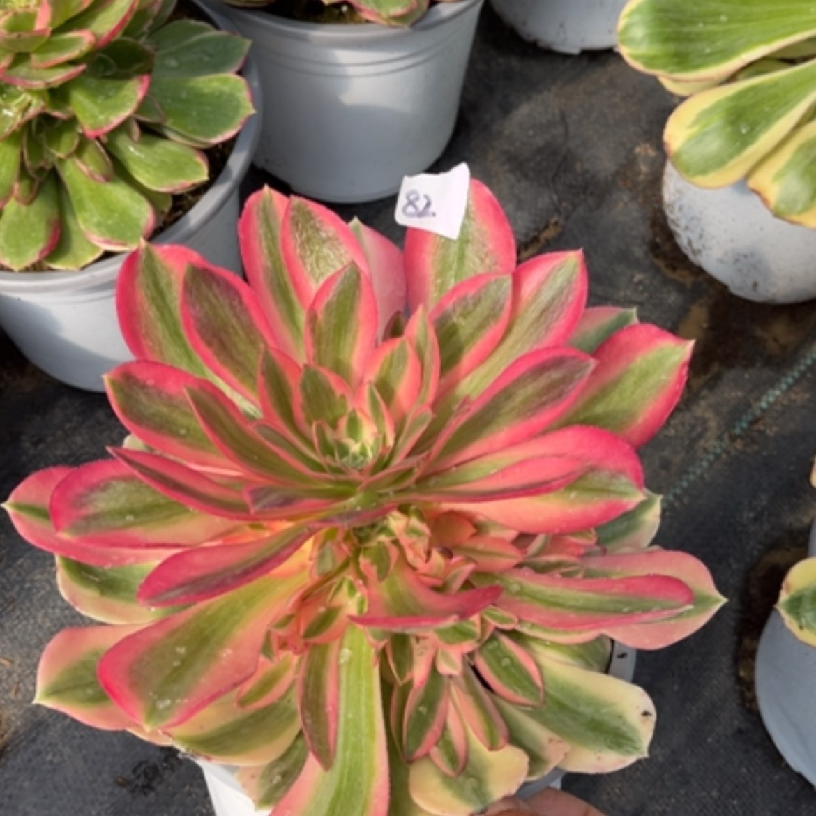 【闪购商品】82粉女巫多肉法师