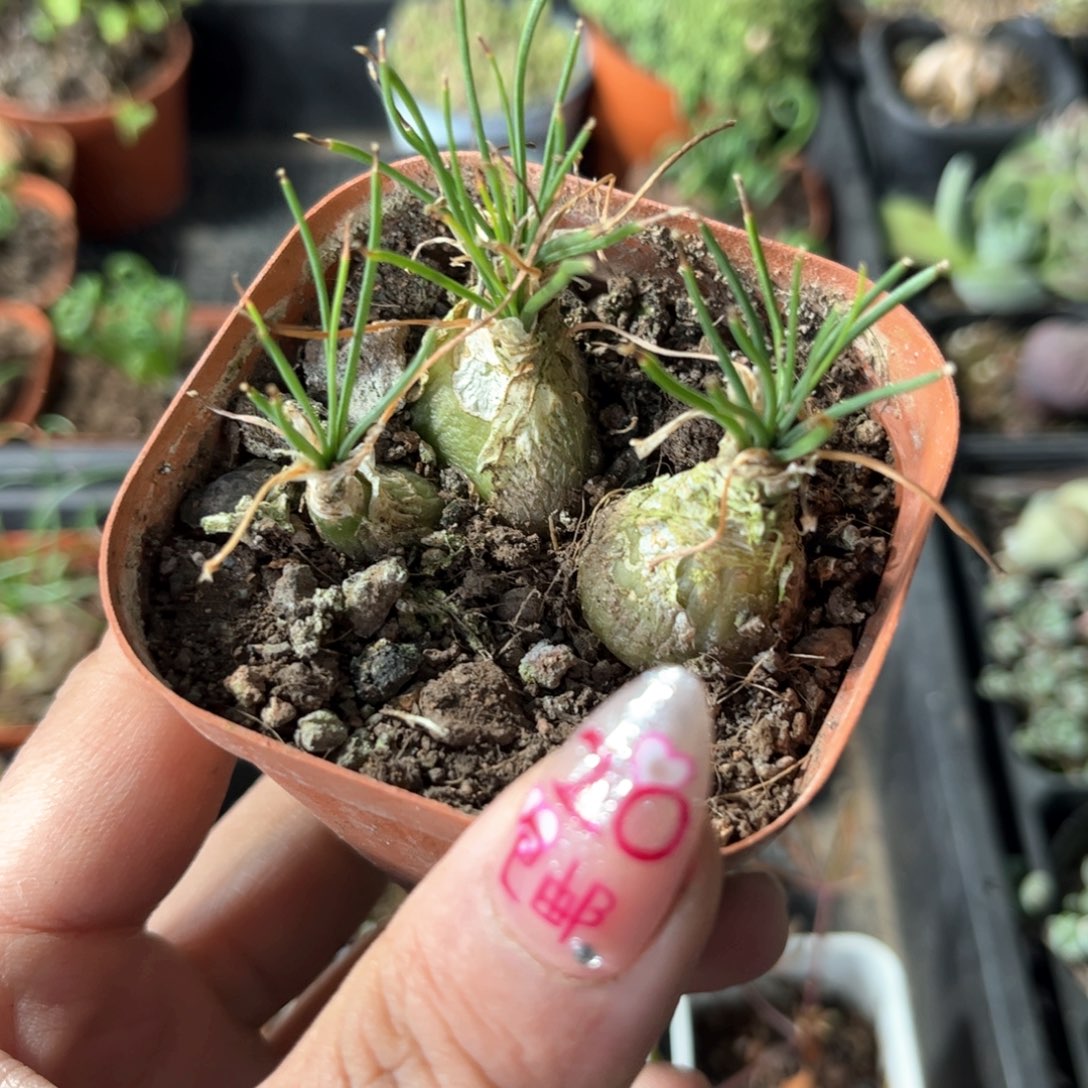 香水兰有根发货有根发货