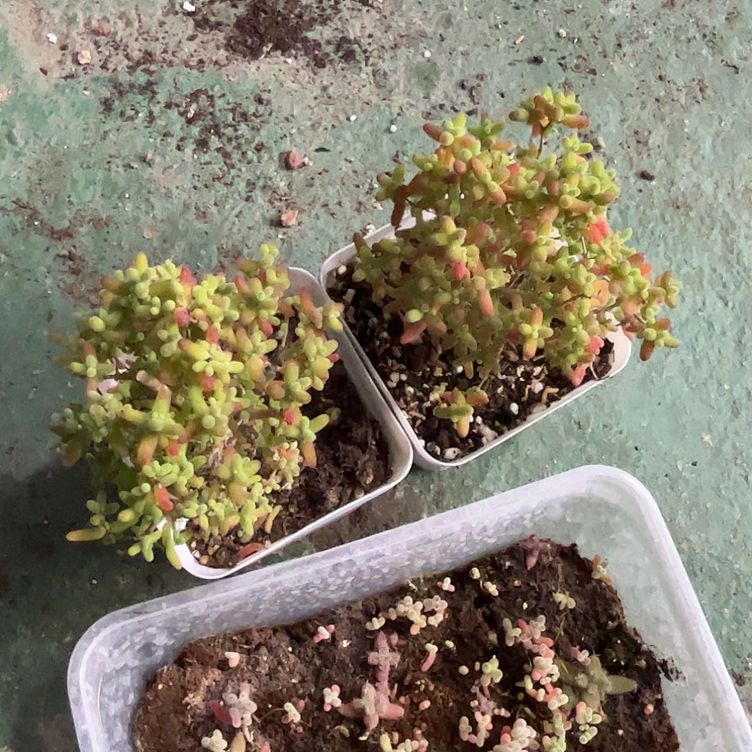 遇****蜜桔金桔组合优选枝干