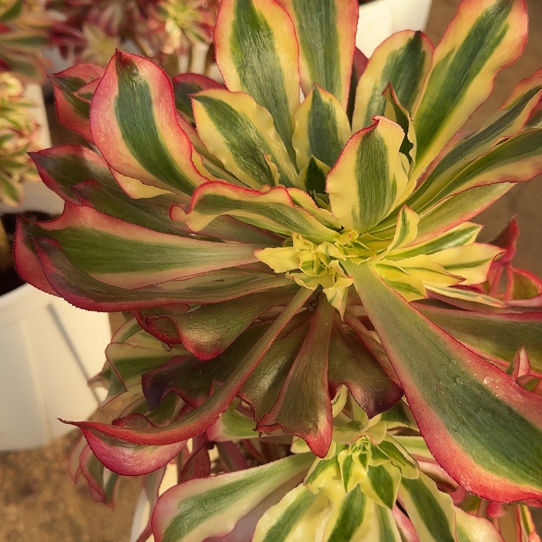 多肉植物魅影590法师