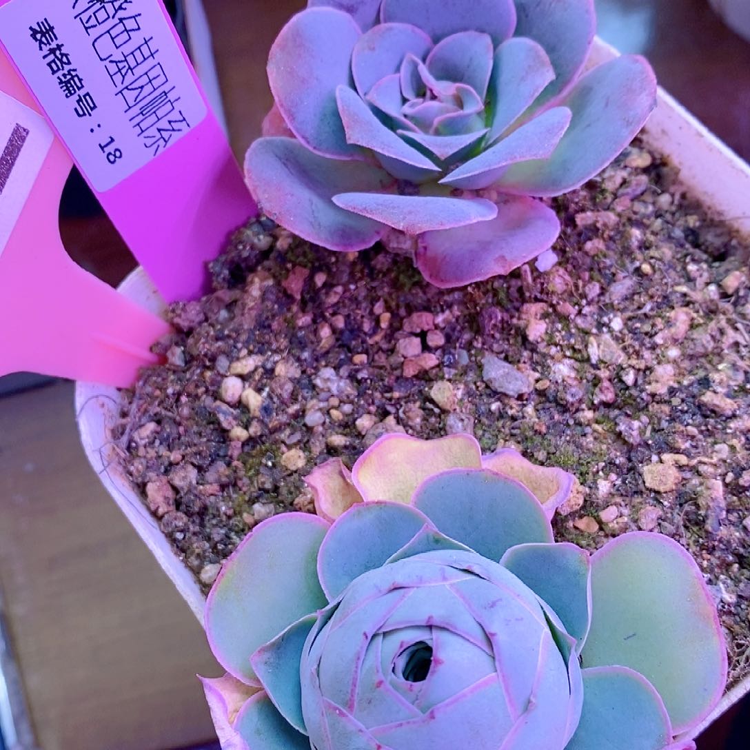 一物一拍山地玫瑰L001