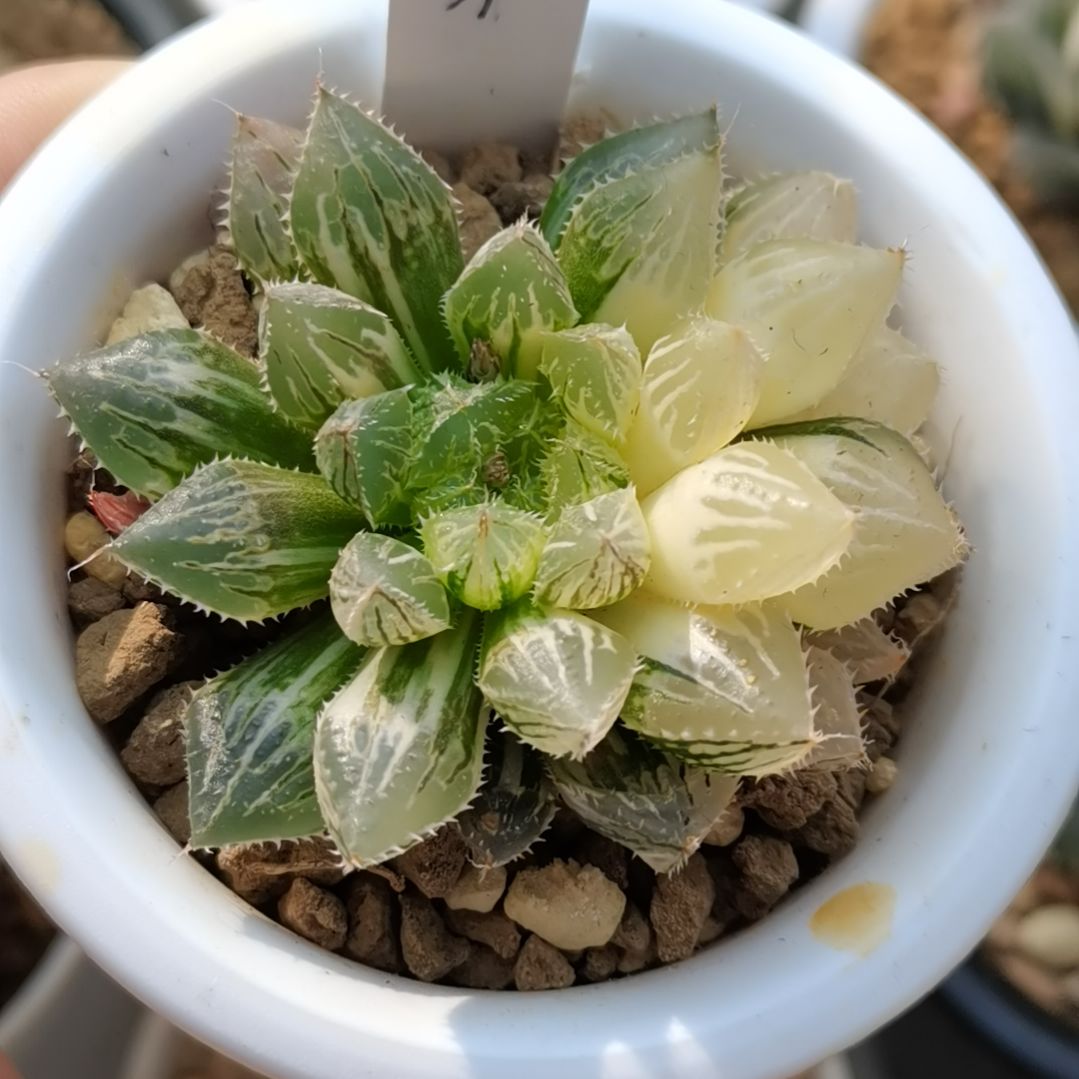 31号楼兰锦一物一拍带盆土发货