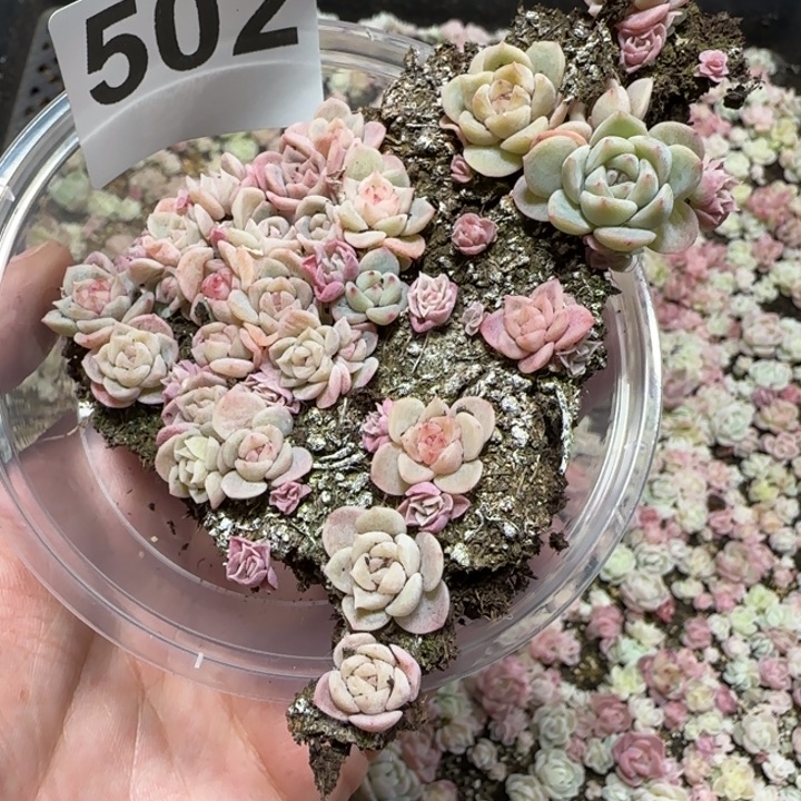 502王者系列种播苗