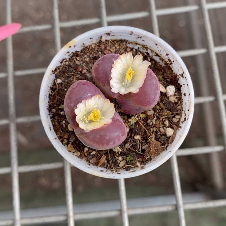 伯克利和格兰两位著名音乐