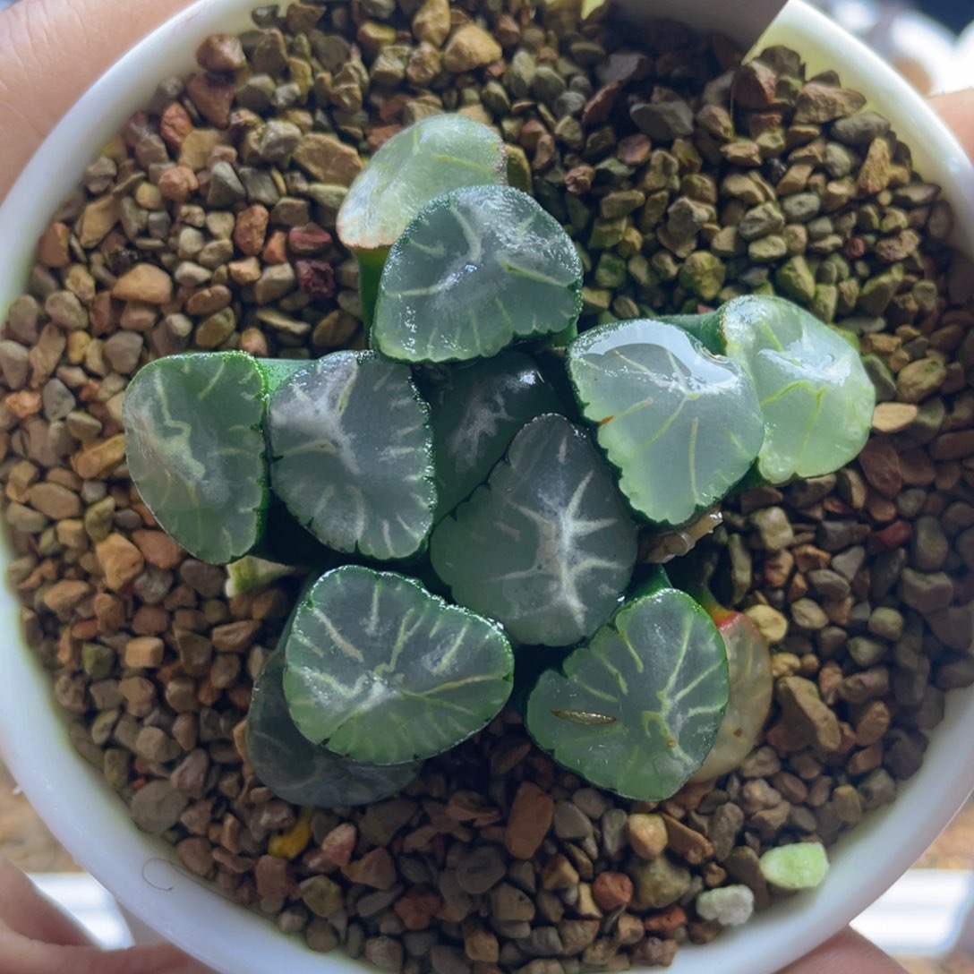 24.十二卷多肉蜃气楼万象。