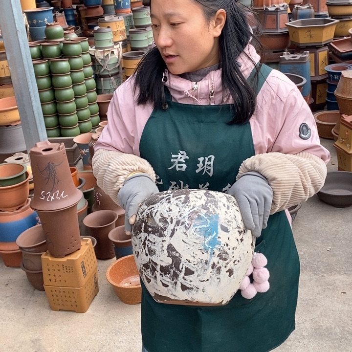 紫砂花盆盆栽花卉苗木种植
