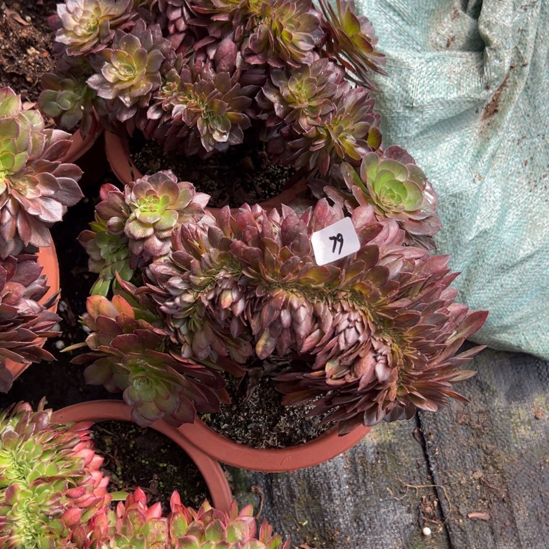 79寡妇缀一颗10多肉20包邮