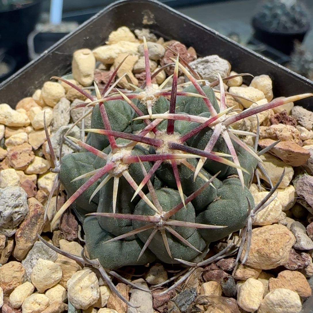 039实生大红鹰多肉3.6