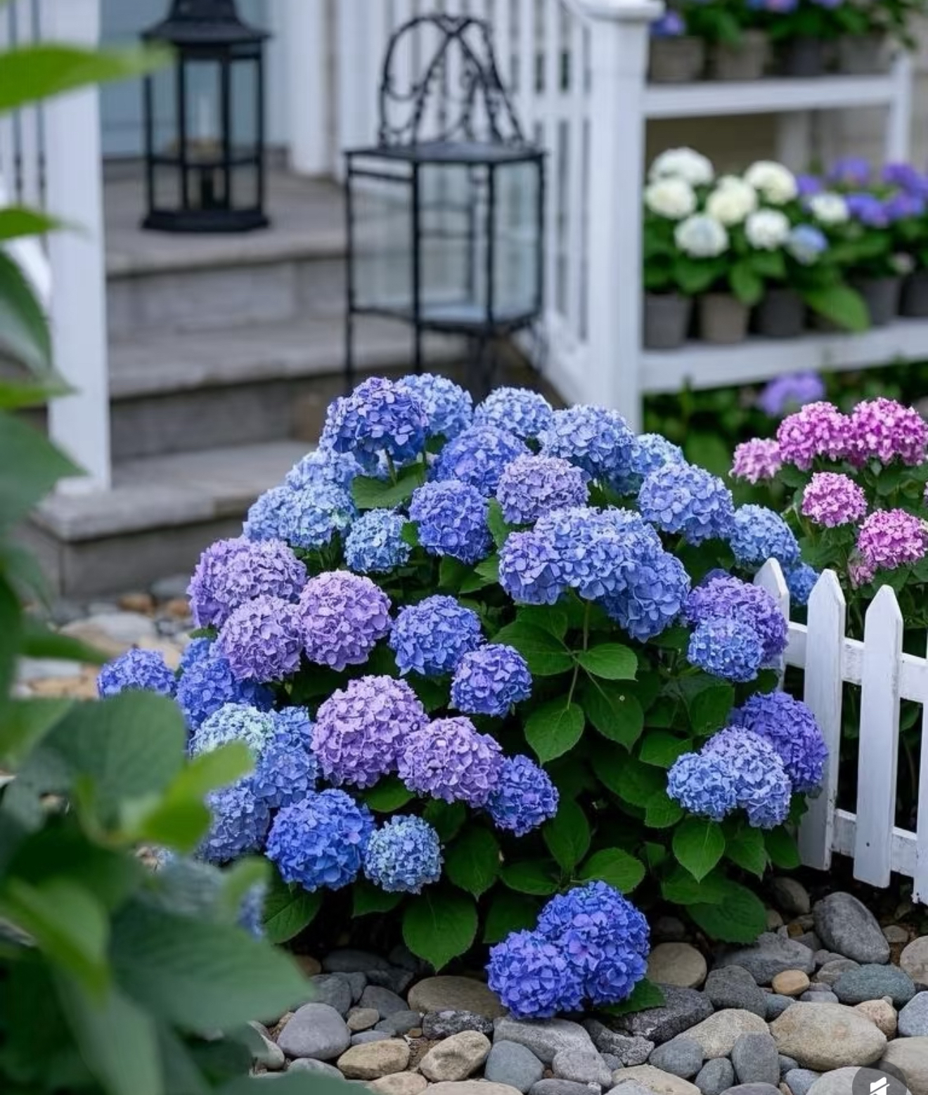 娇1【只发新疆】绣球花苗好养好看耐养多年生云南花卉