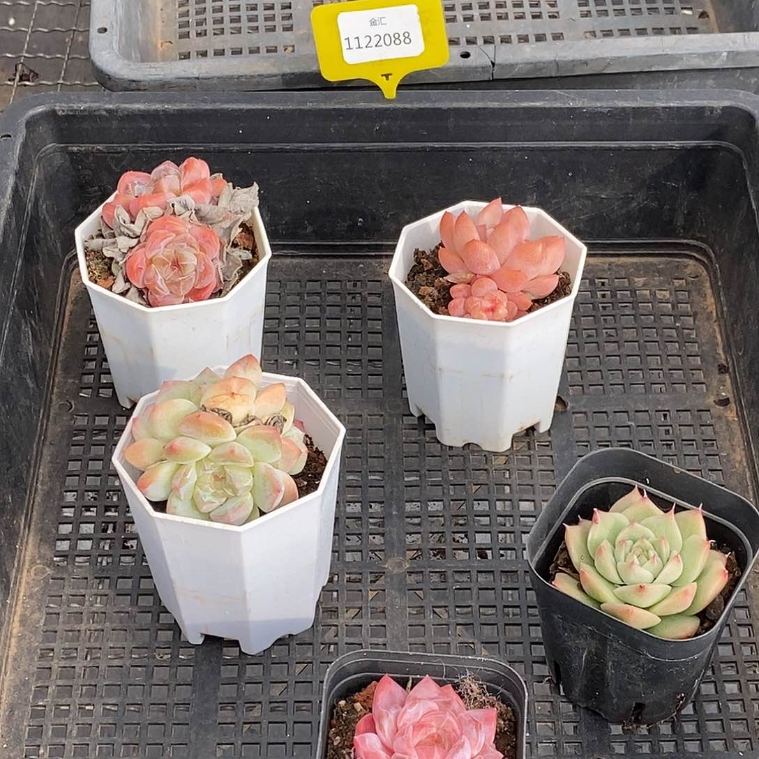 福利多多一筐1122088