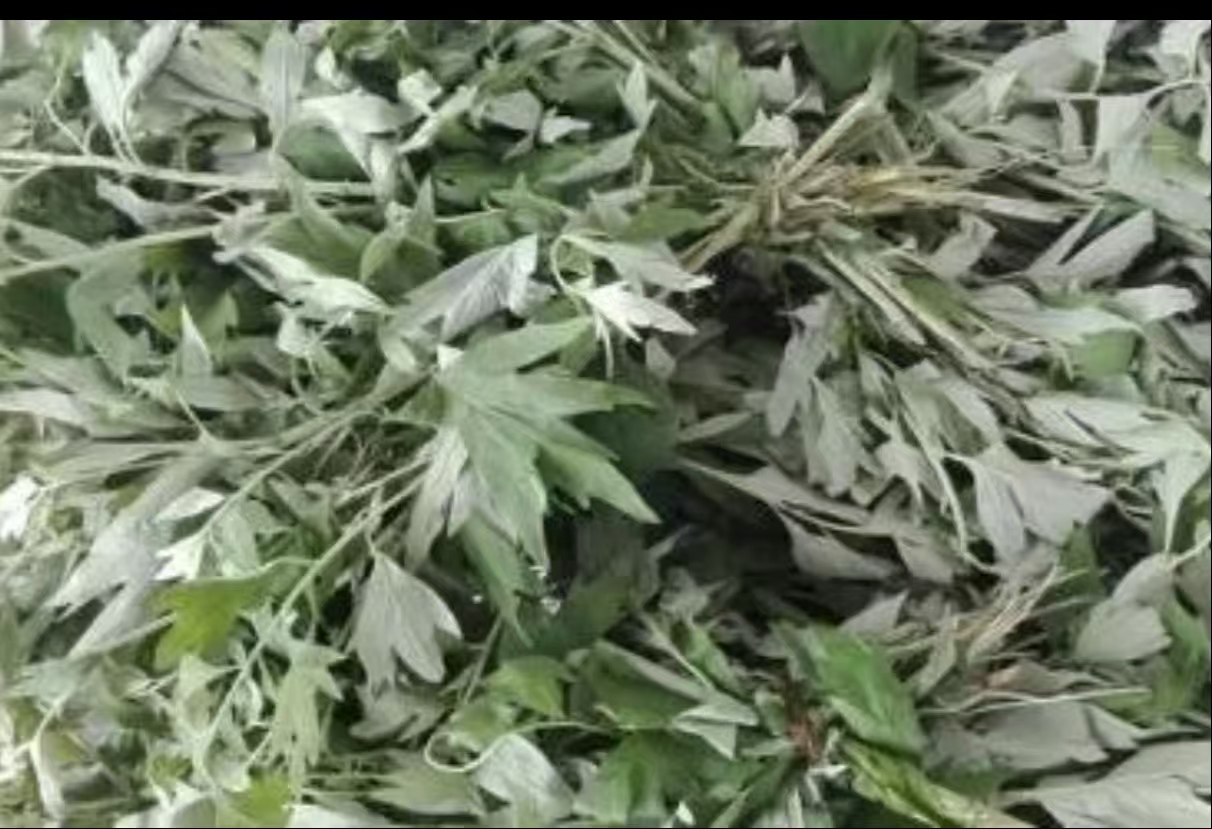 万源深山艾叶高山艾叶陈哎叶野生艾叶