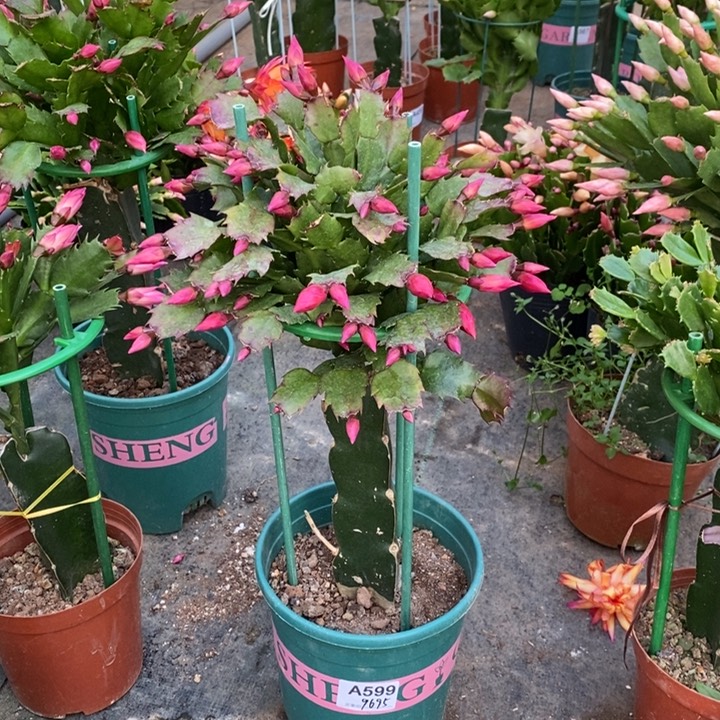 大部分花苞少量开放钱****花599嫁接078