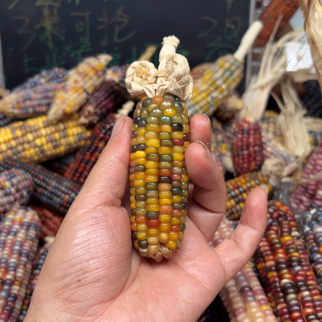 柏香籽/百香籽吊坠?****鱼