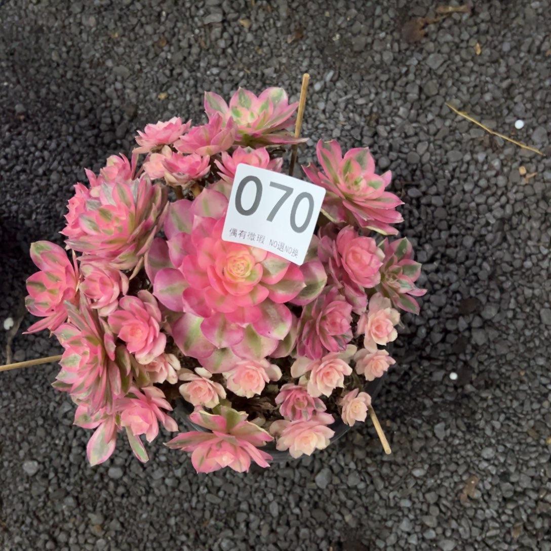 我是真的很喜欢这个