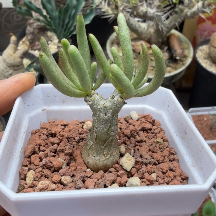 何丽奇峰锦（满28包邮）