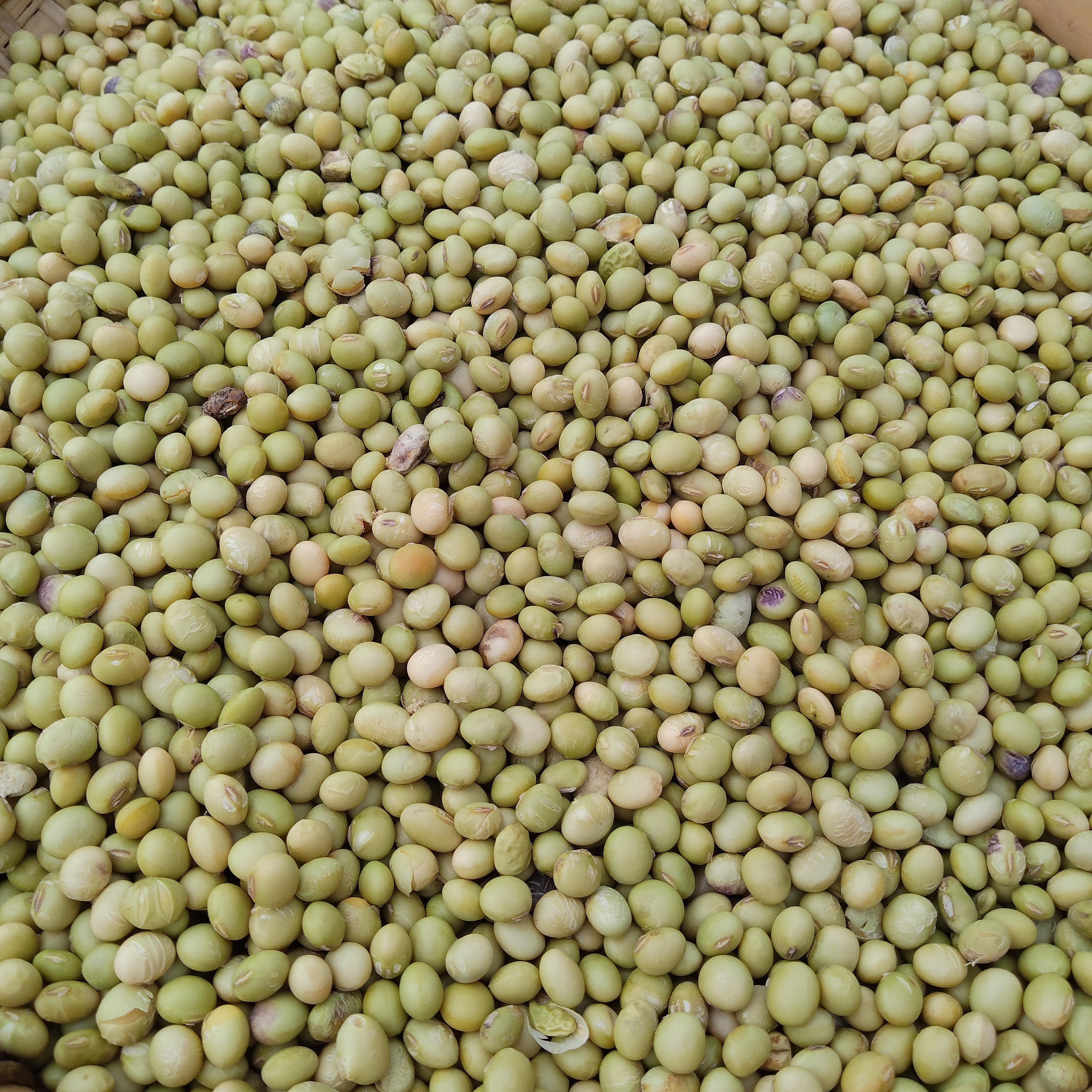 农家自种无农药青皮黄豆打豆浆泡豆芽佳品