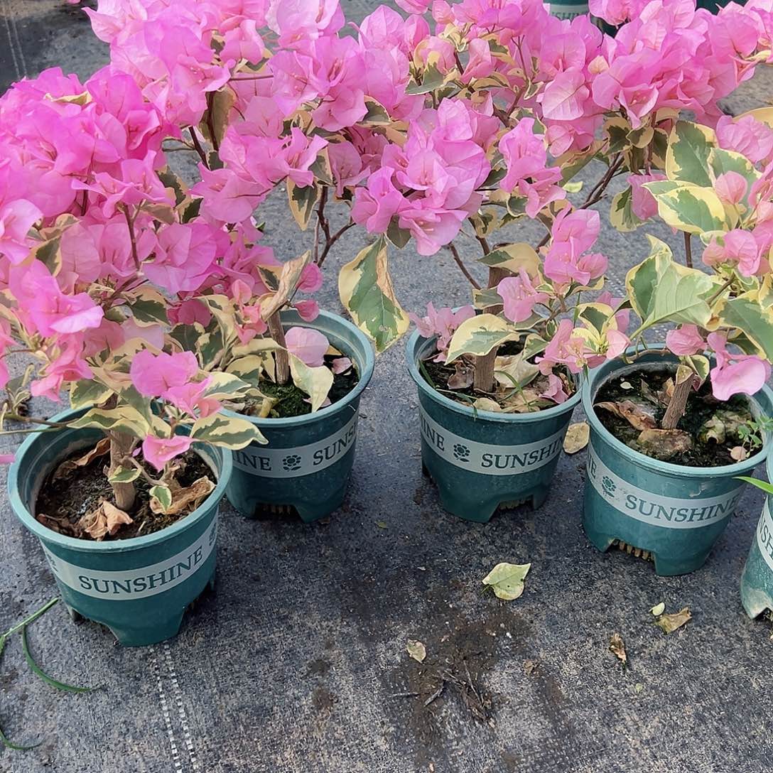 大部分花苞少量开放中国丽人掌中宝一颗