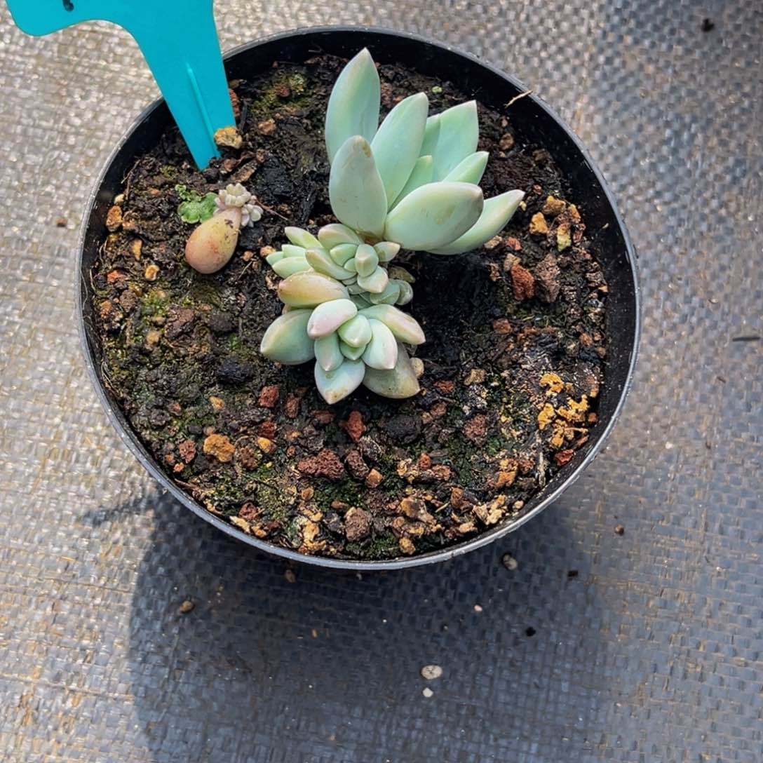 9009号上午多肉植物群生多肉植物