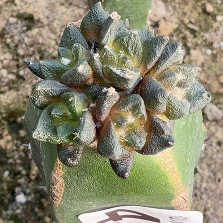 双***）无花朵苗接龙角群430