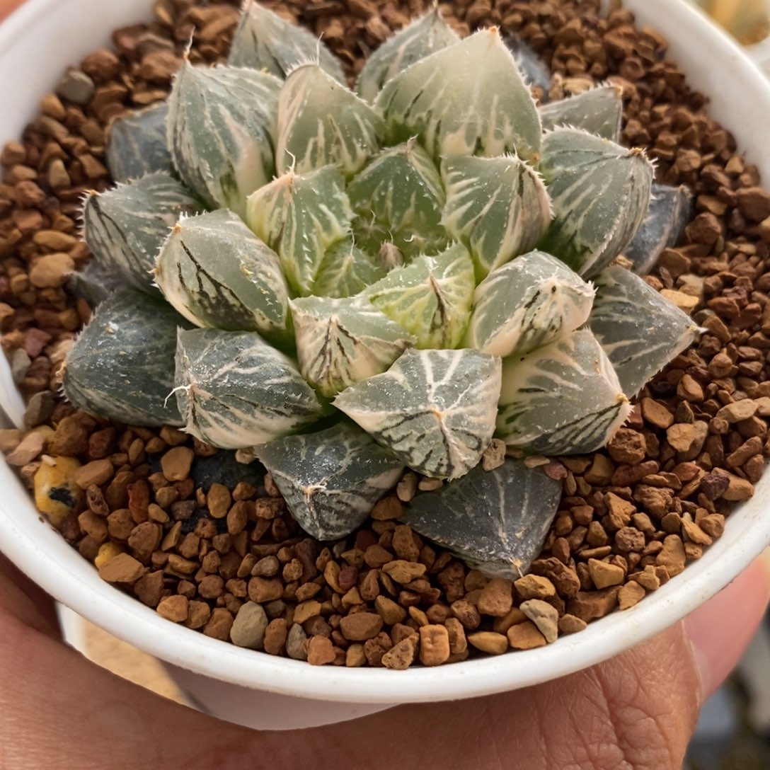 奈***渊378大叶楼兰玉露锦