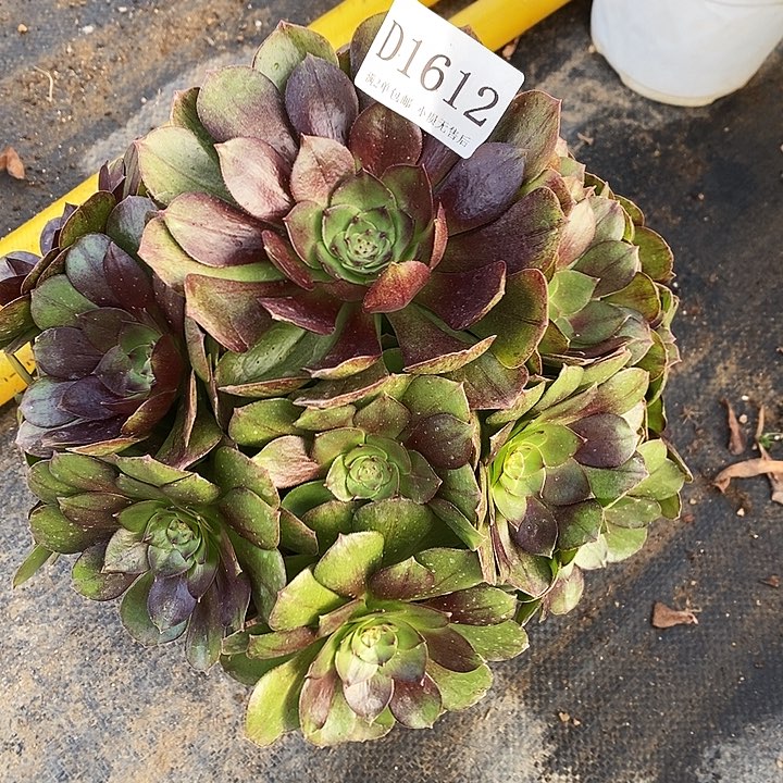 1612黑牡丹多肉不周正